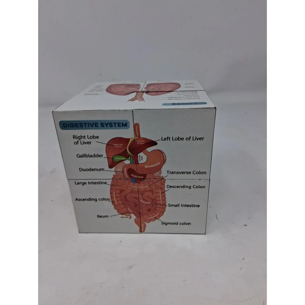 Human Anatomy Educational foldn Cube Medical Science Study Aid Reference Tool. Z